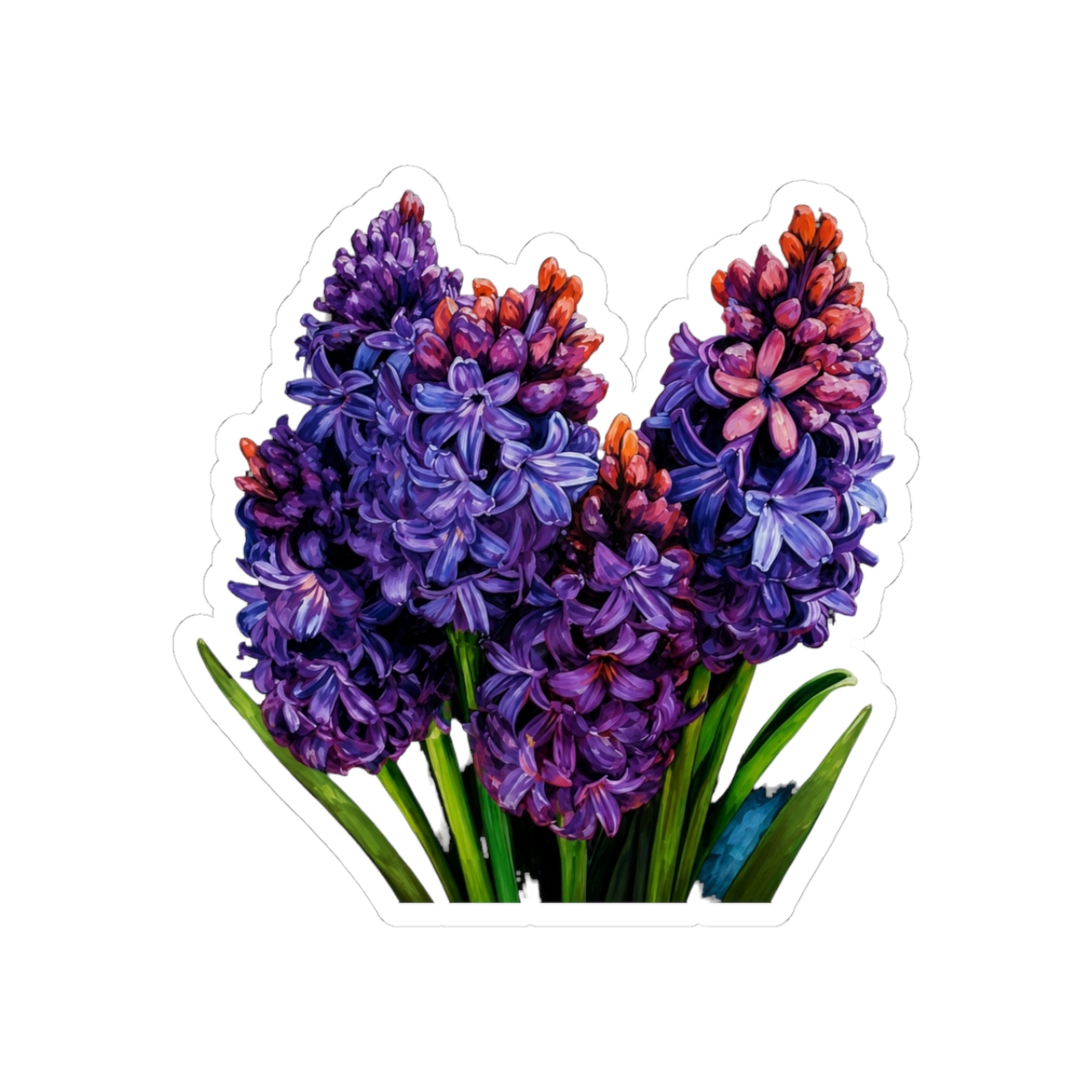 Purple Hyacinth